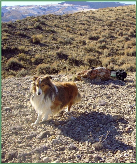 Sable and white Shetland Sheepdog