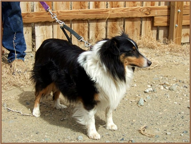 Tri-color Shetland Sheepdog